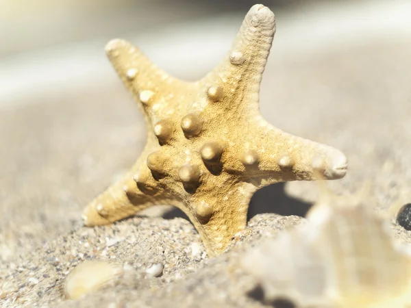 Estrella de mar en una orilla arenosa — Foto de Stock