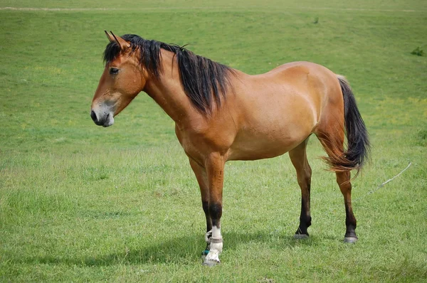 Лошадь на выпасе — Stock Photo, Image