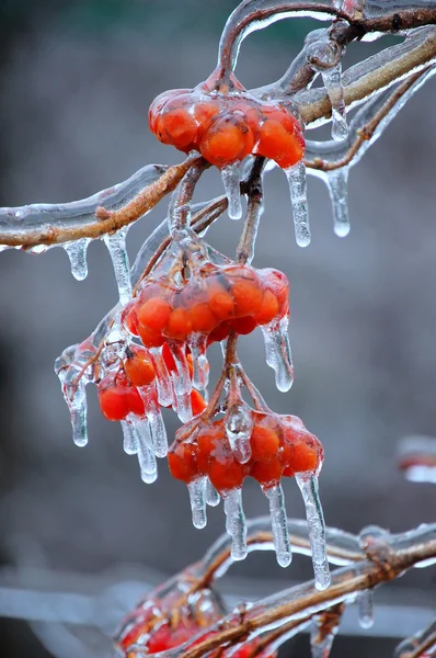 Замерзшие ягоды калины ストック写真