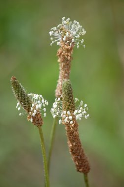 Цветы подорожника