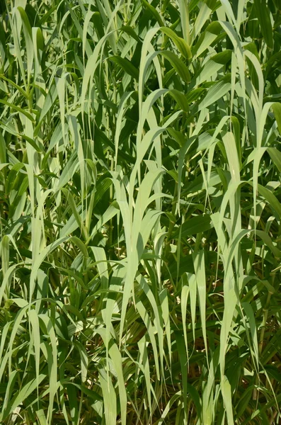 Заросли сахарного тростника — Stok fotoğraf