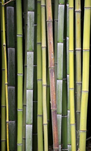 Бамбуковый фон — Stock Photo, Image