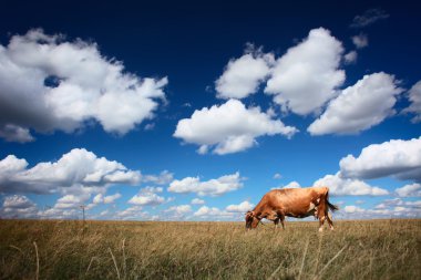 Cow on dry meadow clipart