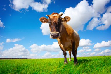 Cow on field clipart