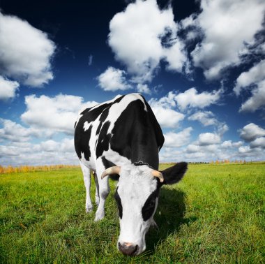 Cow on field clipart