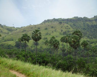 Rinca