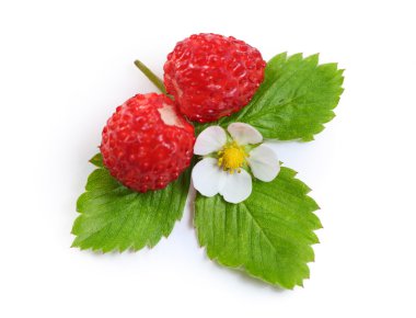 Berry clipart