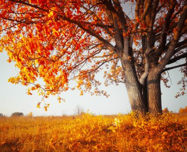 Autumn oak clipart