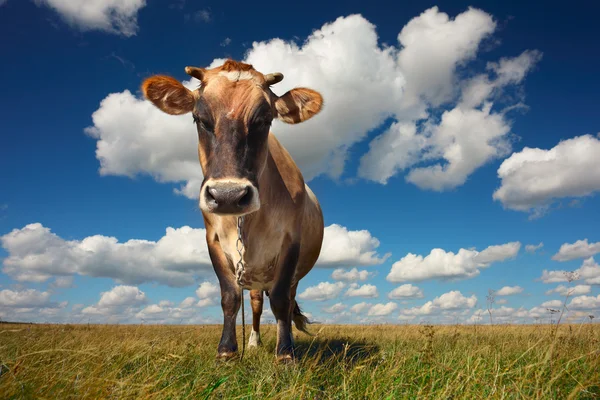 Vaca em pé na relva — Fotografia de Stock