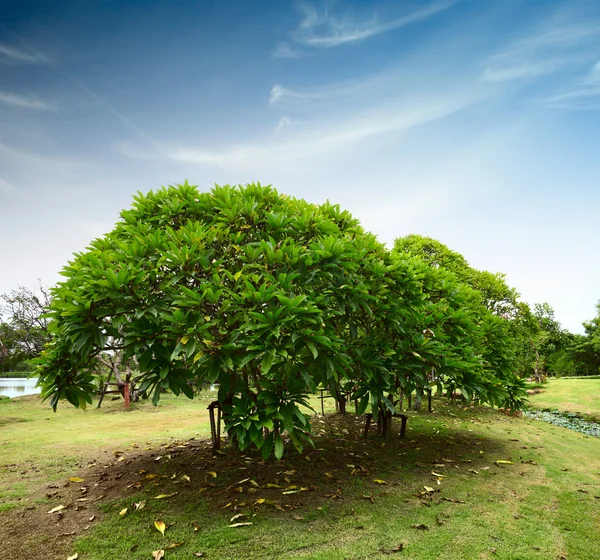 Árboles — Foto de Stock