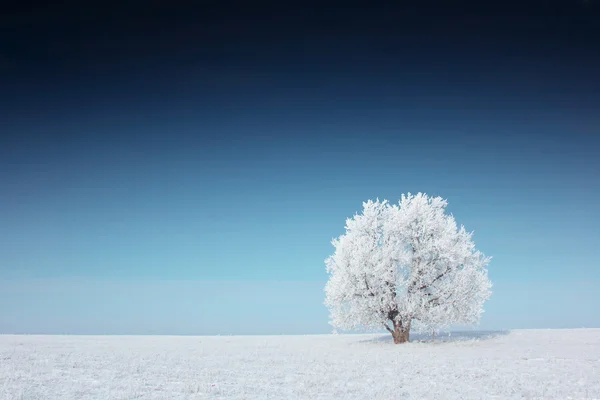 Árbol — Foto de Stock