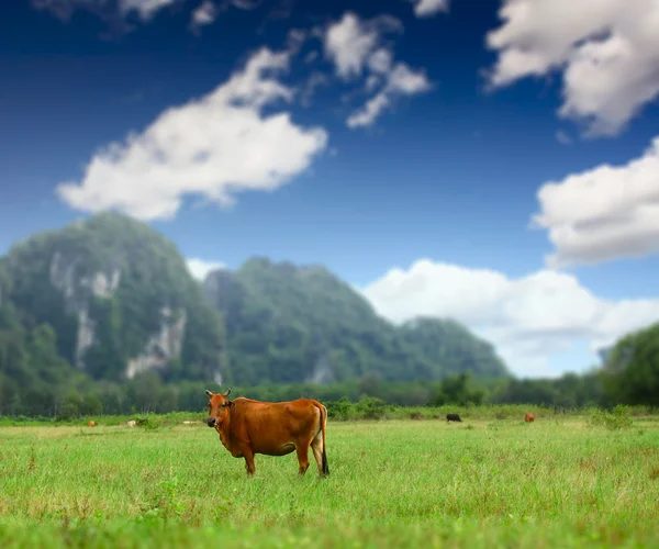 stock image Cow on a valley