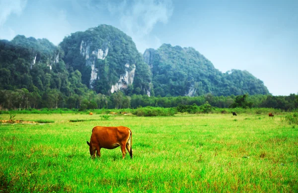 Vacas em pastoreio — Fotografia de Stock