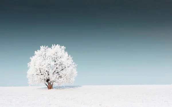 stock image Tree