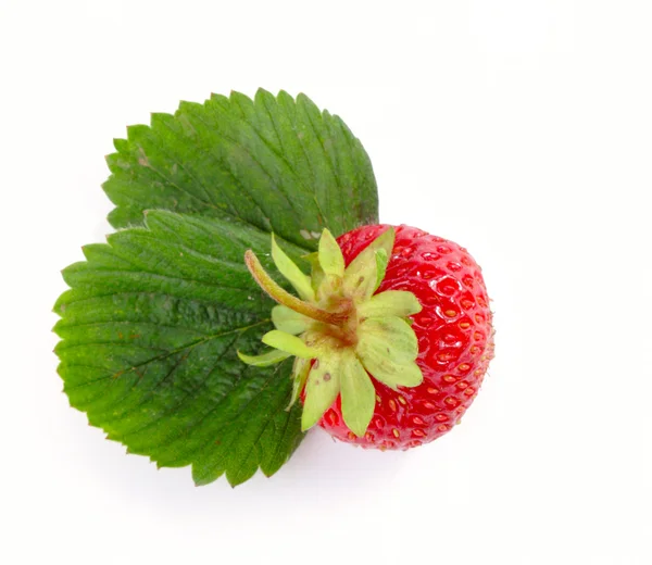 Berry — Stock Photo, Image