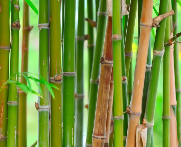 stock image Bamboo