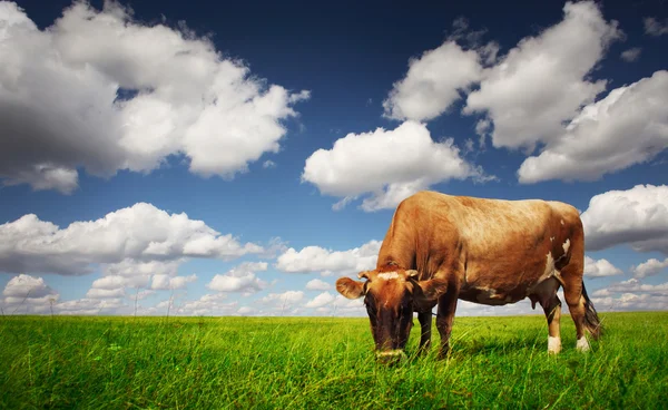 Корова ест зеленую траву — стоковое фото