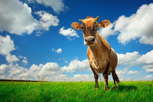 Cow on green grass — Stock Photo, Image