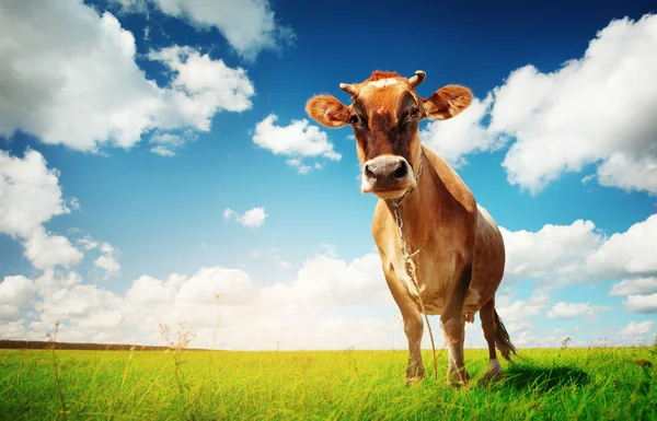 Корова на зеленой траве — стоковое фото