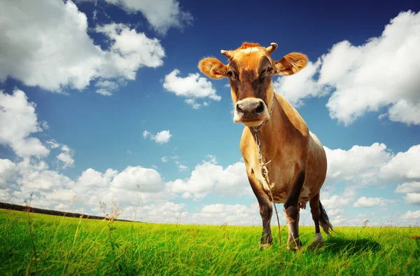 Корова на зеленій траві — стокове фото