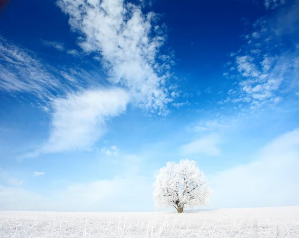 Árbol — Foto de Stock