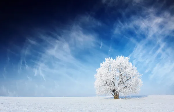 Baum — Stockfoto