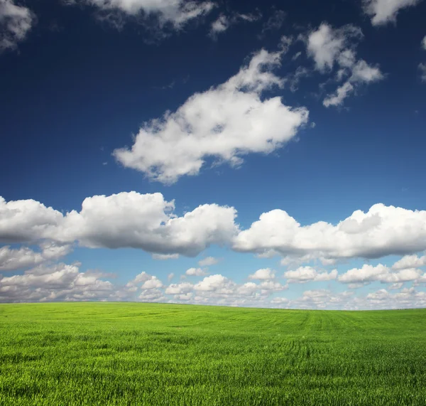 stock image Meadow