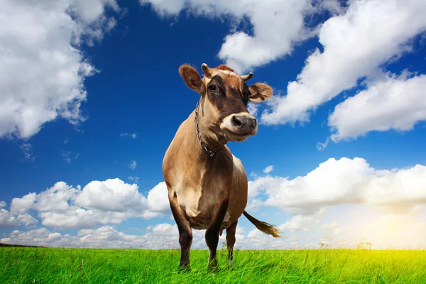 Mucca sul campo — Foto Stock