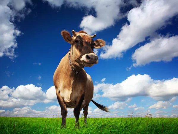 牛のフィールド — ストック写真