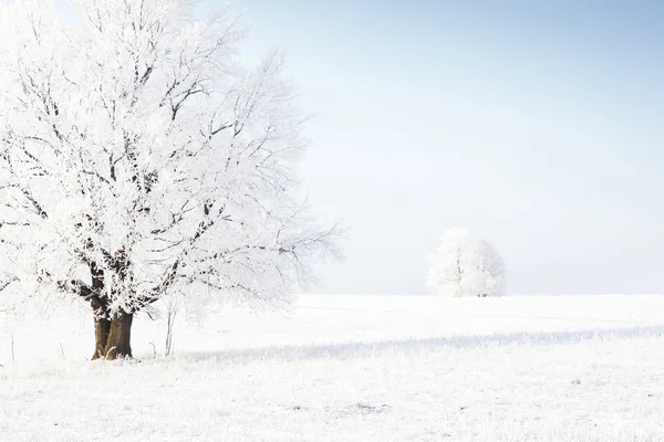 Деревья замерзли на небе — стоковое фото