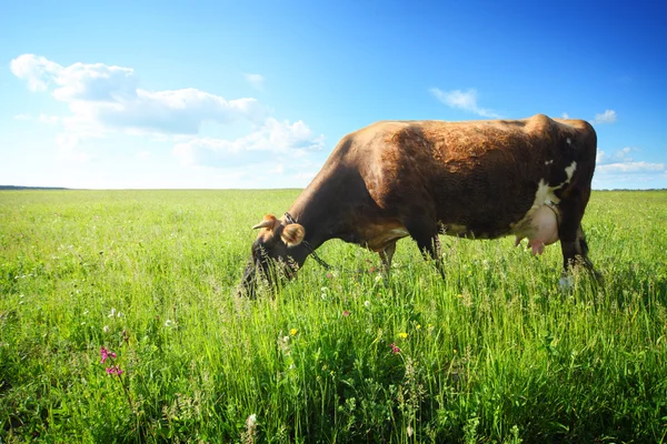 Kuh auf Feld — Stockfoto