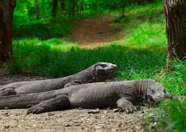 stock image Komodo