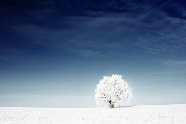 Tree — Stock Photo, Image