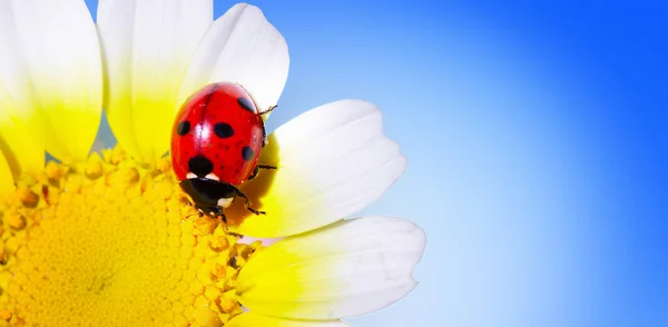 Bug & flower — Stock Photo, Image
