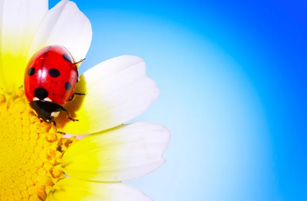 Bug & flower — Stock Photo, Image