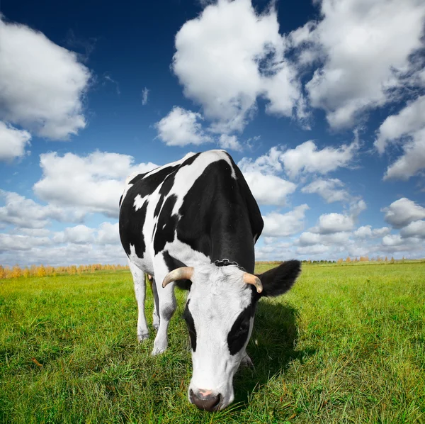 Vaca no campo — Fotografia de Stock