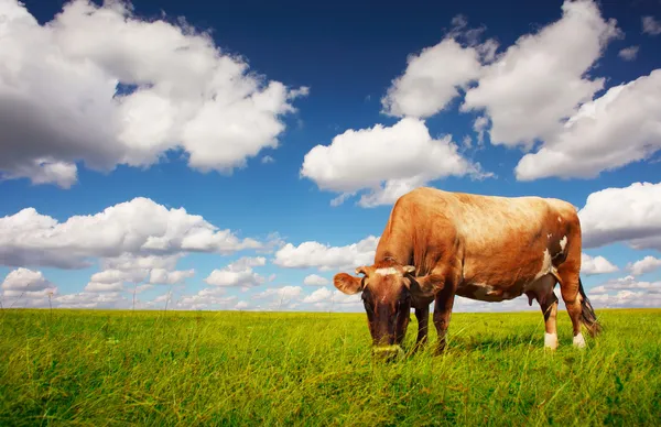 牛のフィールド — ストック写真