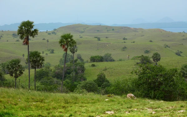 Rinca — Stok fotoğraf