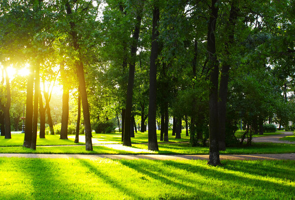 Green grass on a sunny meadow of a city park with tall trees around