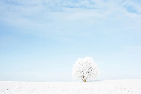 나무 — 스톡 사진