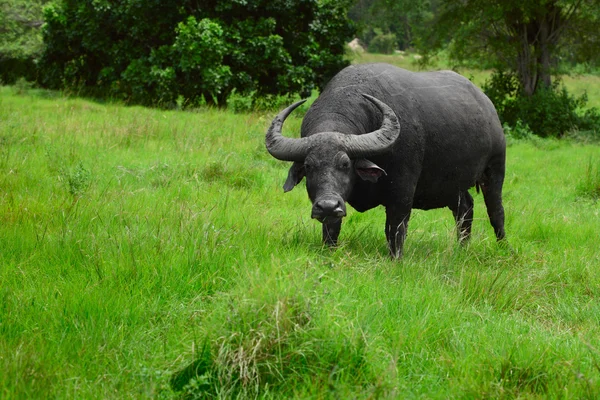 Toro — Foto de Stock