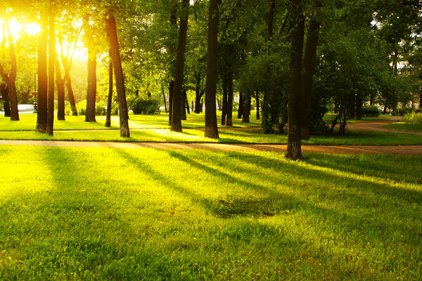 Green grass on a sunny meadow of a city park with tall trees around