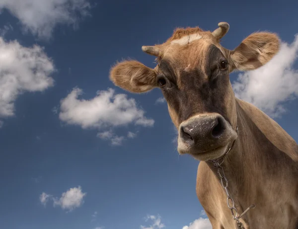 Αγελάδα που ψάχνει για μια φωτογραφική μηχανή — Φωτογραφία Αρχείου