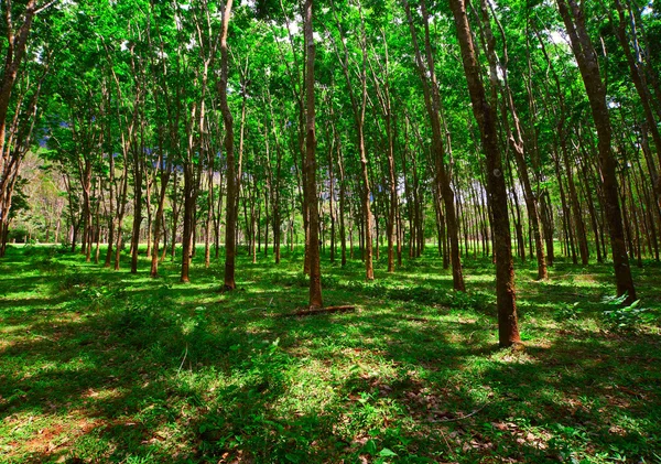 stock image Forest