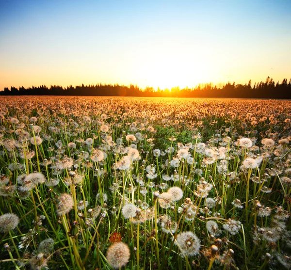 stock image Flowers