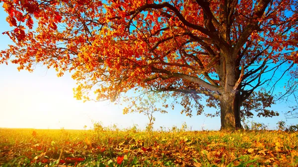 Herbsteiche — Stockfoto