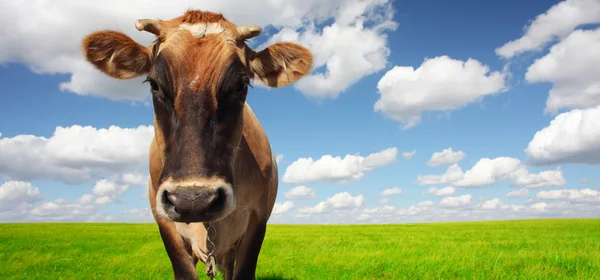 Brown cow — Stock Photo, Image