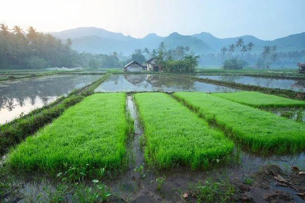 Bali. — Fotografia de Stock