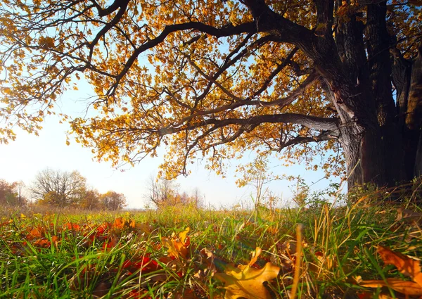 Chêne d'automne — Photo