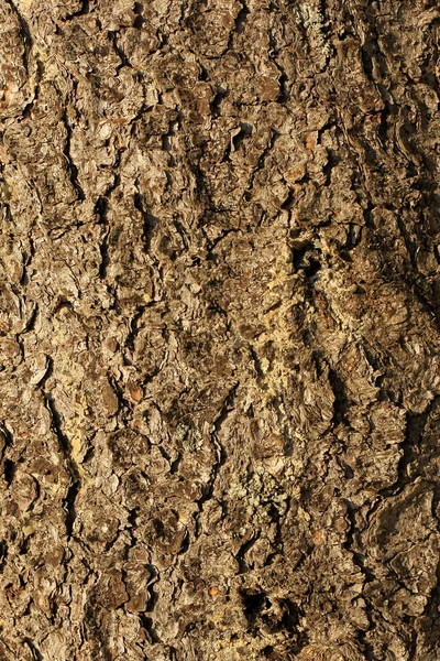 Fir brown bark — Stock Photo, Image